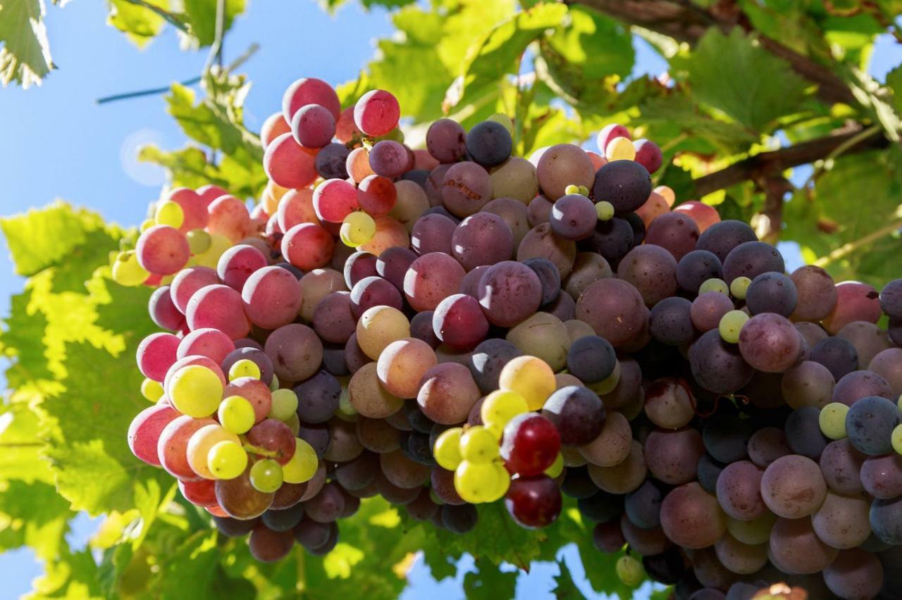Antico Casale Dei Sogni Agriturismo Lugo  Zewnętrze zdjęcie